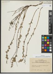 Foto von Salix repens subsp. rosmarinifolia (L.) Andersson